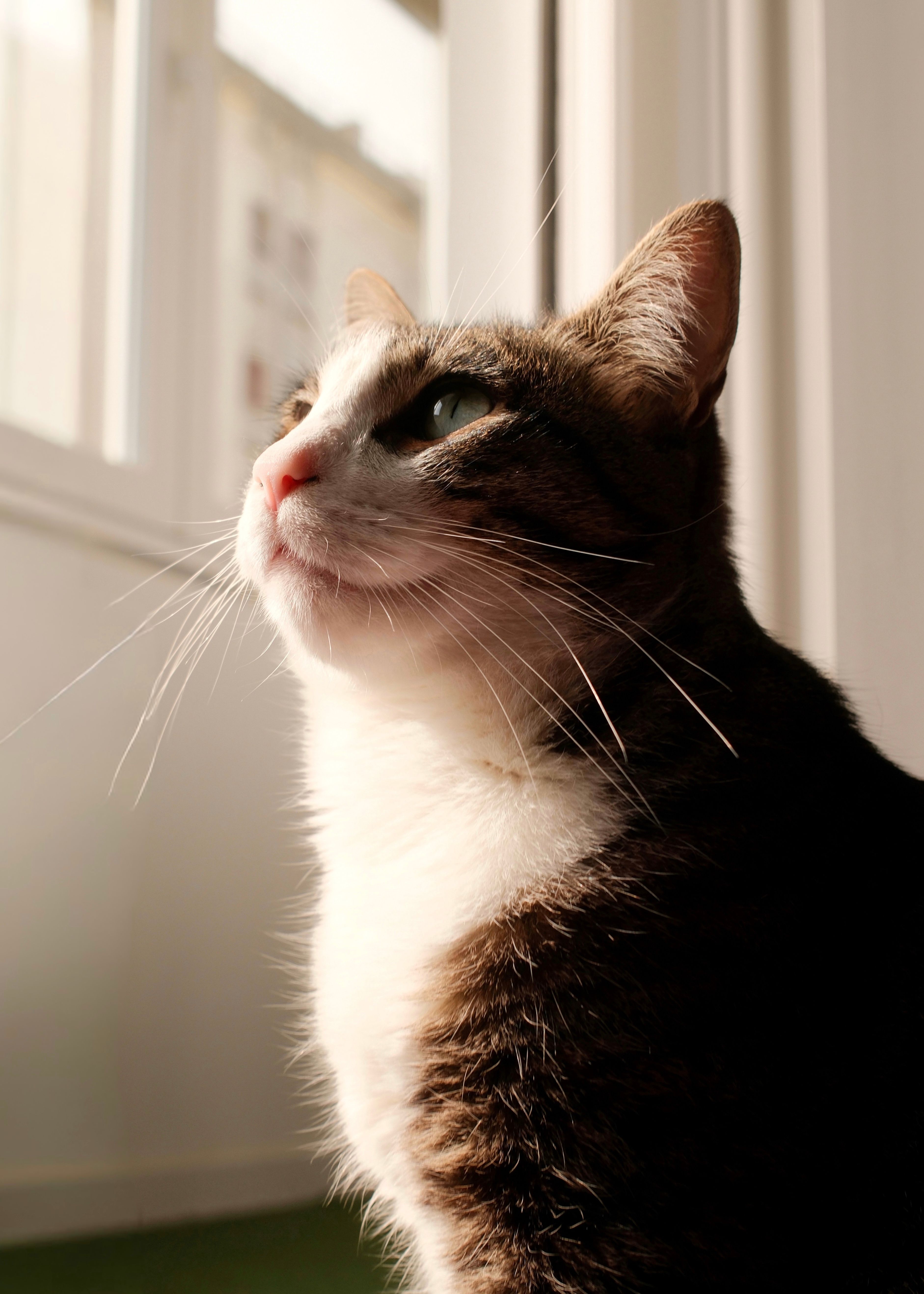 A peaceful domestic cat enjoys sunlight while gazing out a Lisbon window. Perfect for pet and lifestyle themes.