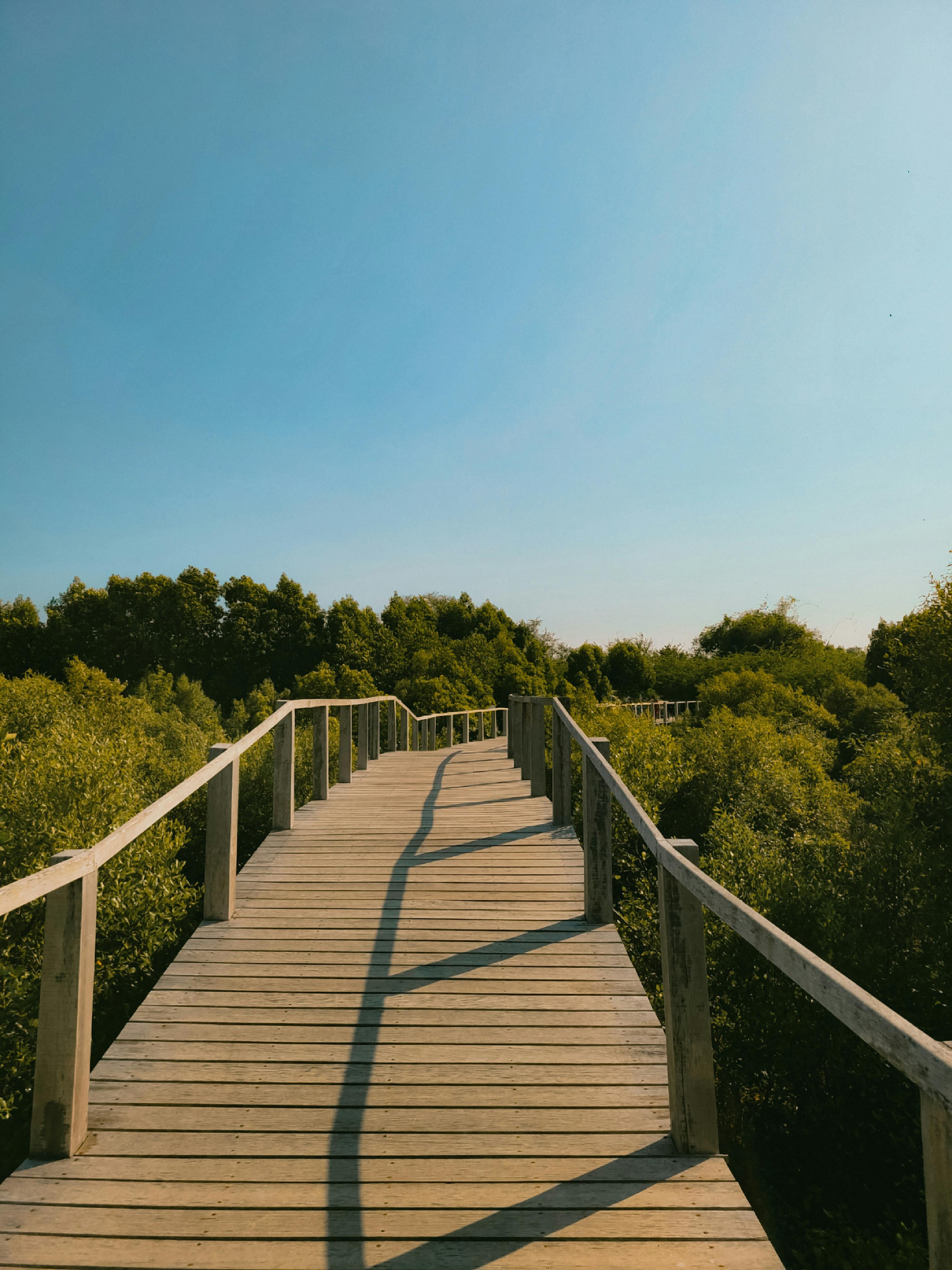 無料 澄み切った青空の下、豊かな緑に囲まれた木製の遊歩道が、静かな屋外の眺めを提供します。 写真素材