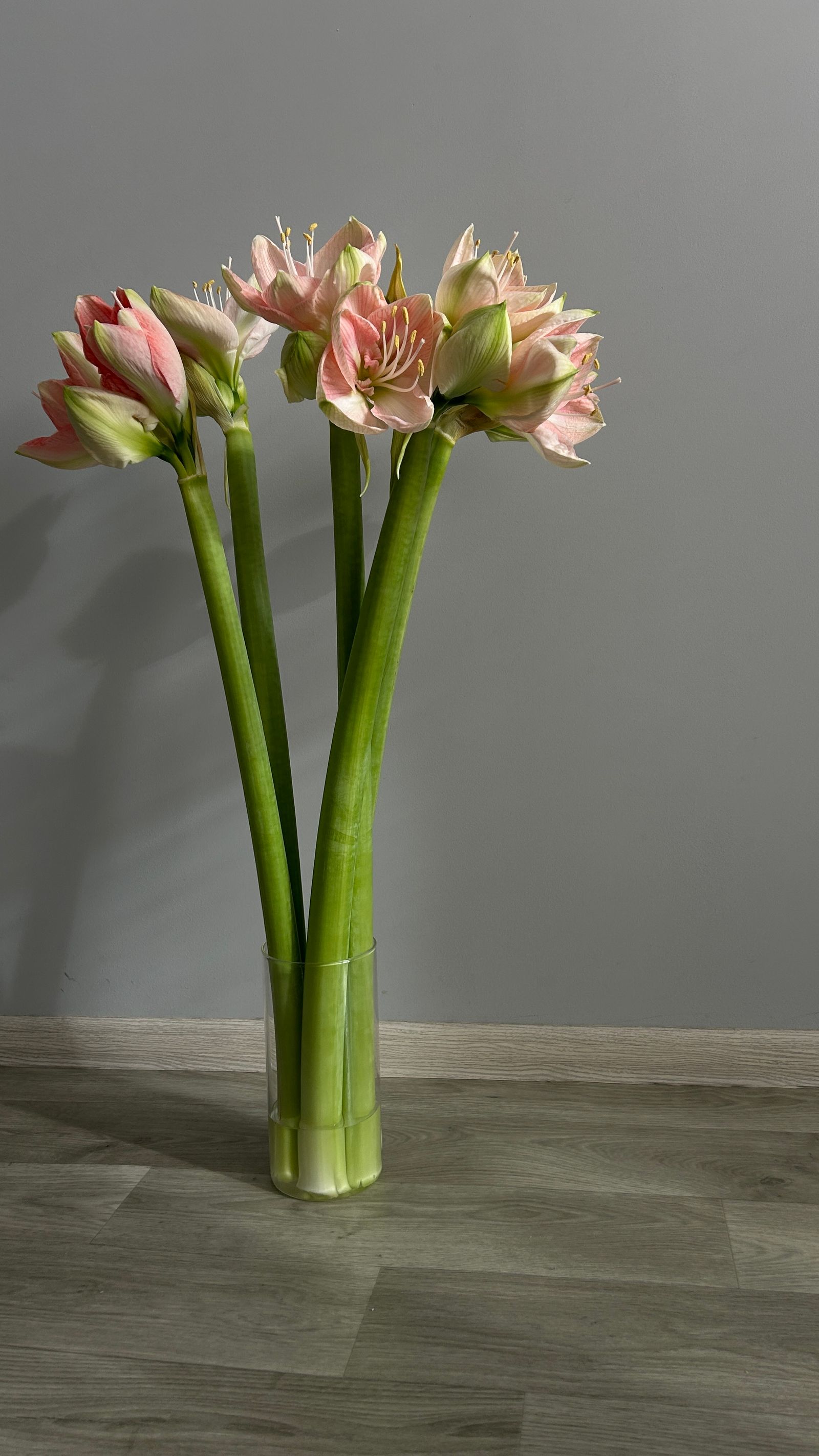 Roze amaryllis in een hoge glazen vaas met een laagje water