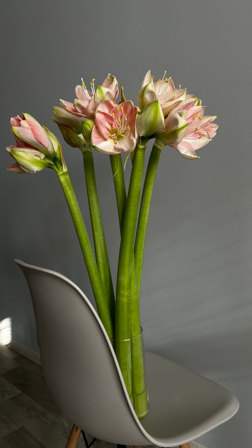 Free Beautiful pink Amaryllis flowers in a vase on a stylish modern chair, perfect for interior decor inspiration. Stock Photo