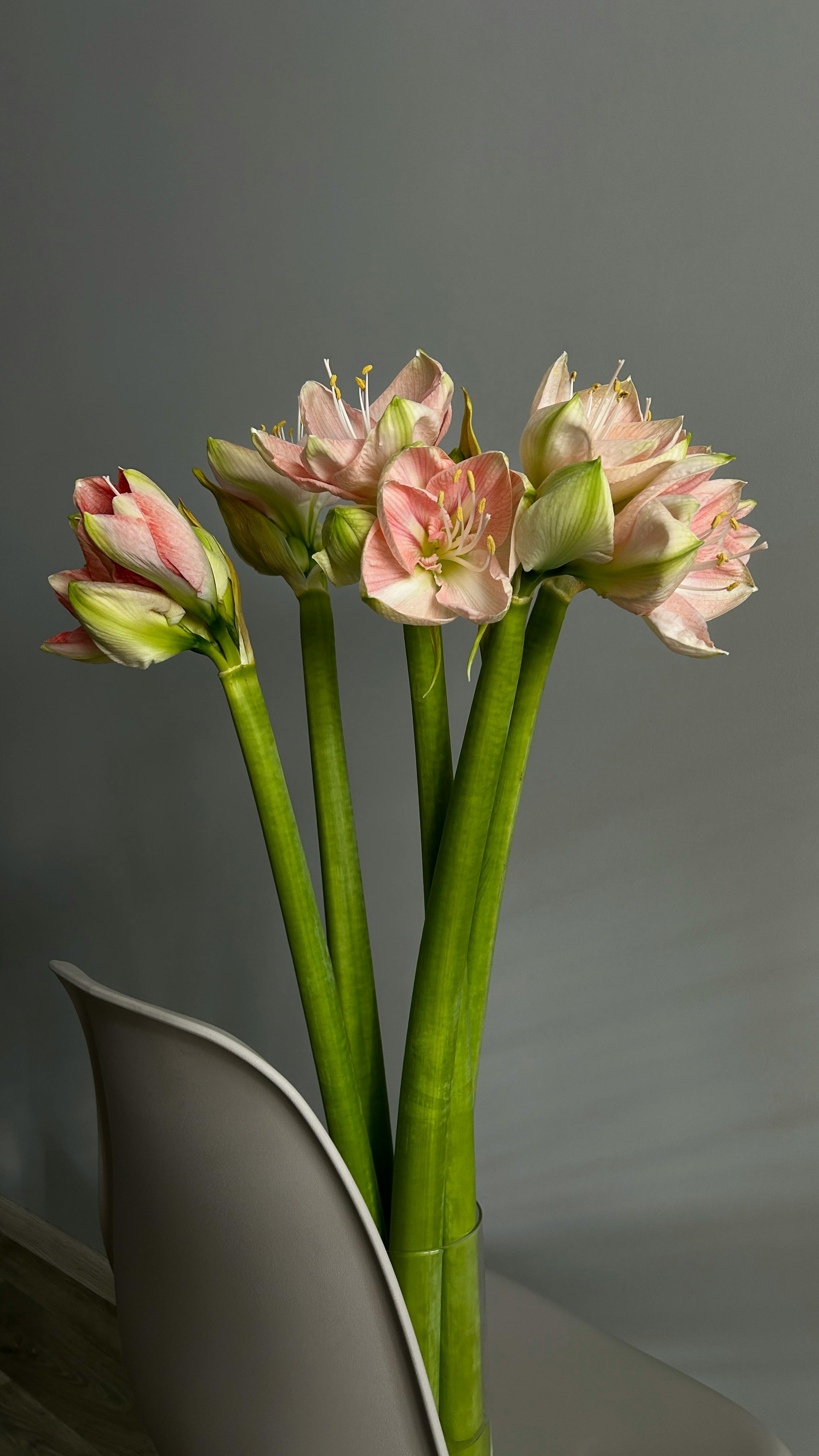 Gratis Bunga amaryllis yang cantik dalam vas elegan di atas latar belakang netral. Foto Stok