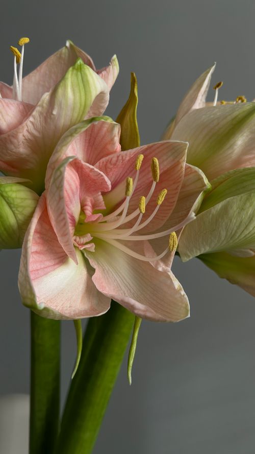 Free Close-up of a pink Amaryllis flower showcasing its delicate petals and vibrant stamens. Stock Photo