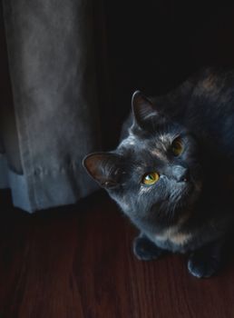 一只灰色的家猫，从阴影笼罩的房间角落好奇地凝视着，黄色的眼睛格外醒目