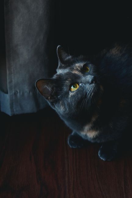 A black domestic cat with yellow eyes looks upward in a dimly lit indoor setting.