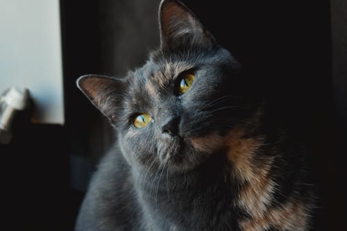 Close-up Photo of Grey and Brown Cat 