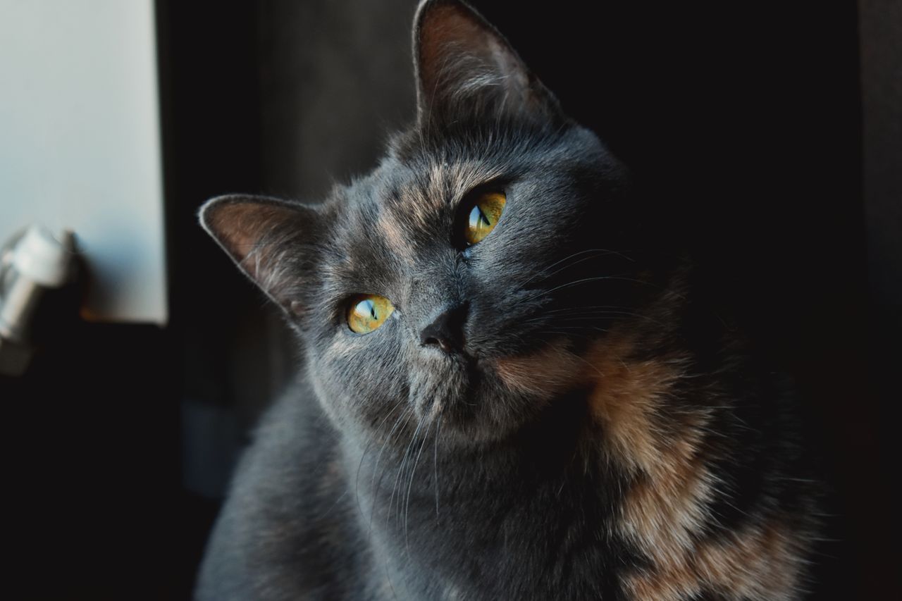 captivating shot of a domestic grey cat with striking yellow eyes and