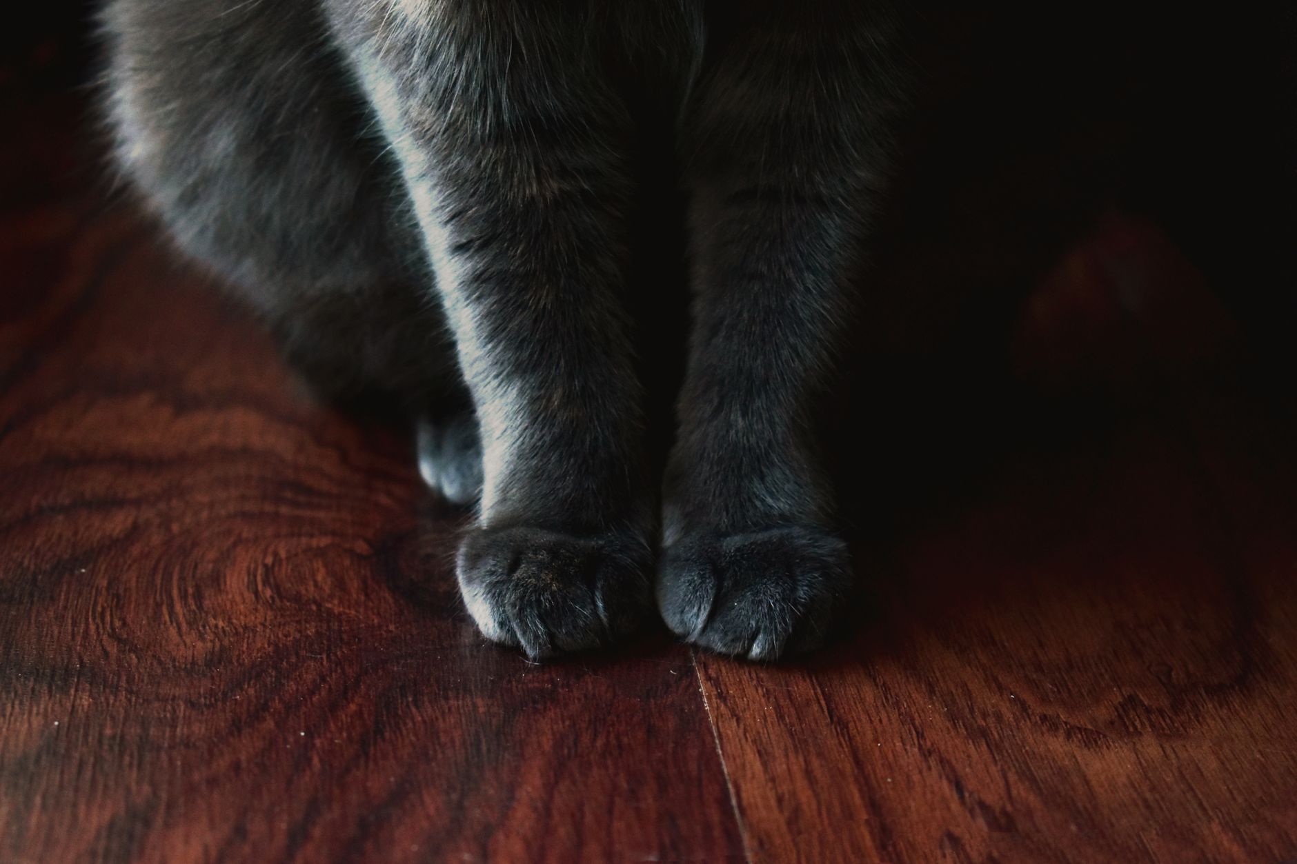 テーブルの上のコースターに触れる猫
