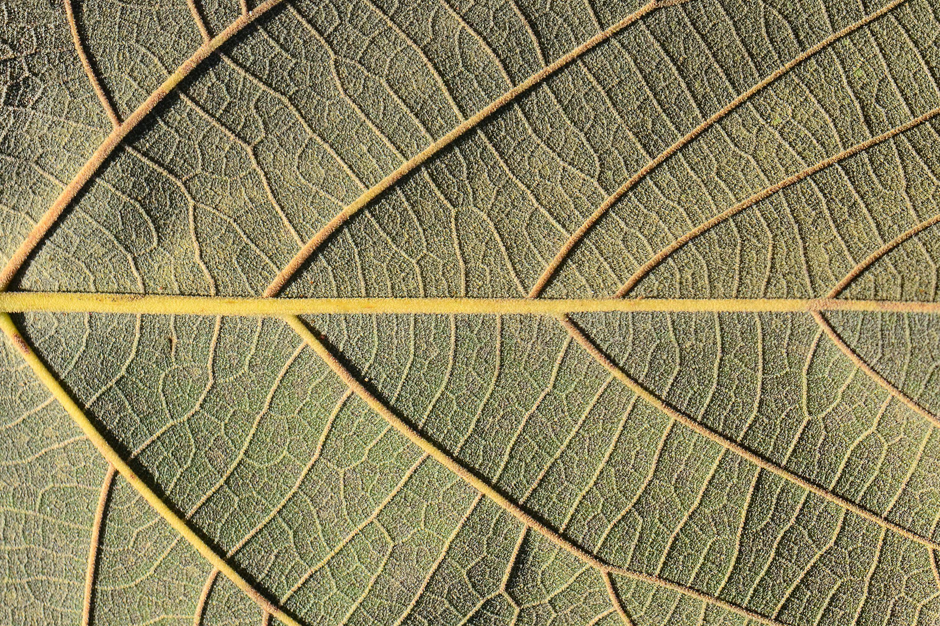 Free Macro photograph highlighting intricate veins of a leaf in natural light. Stock Photo