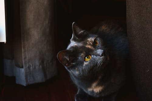 бесплатная Черный кот Стоковое фото