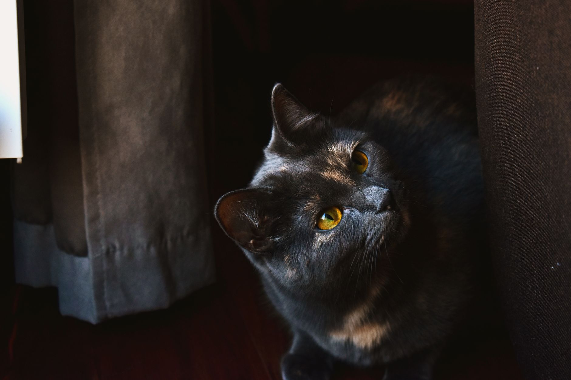 Portrait of a cat at a veterinary clinic