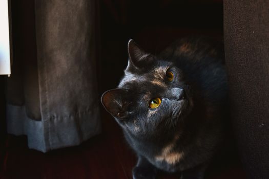 室内，一只龟猫正专心地看着特写镜头