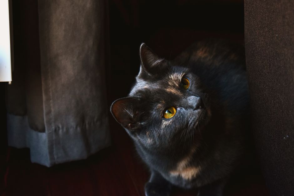 A close-up of a tortoiseshell cat looking attentively indoors.
