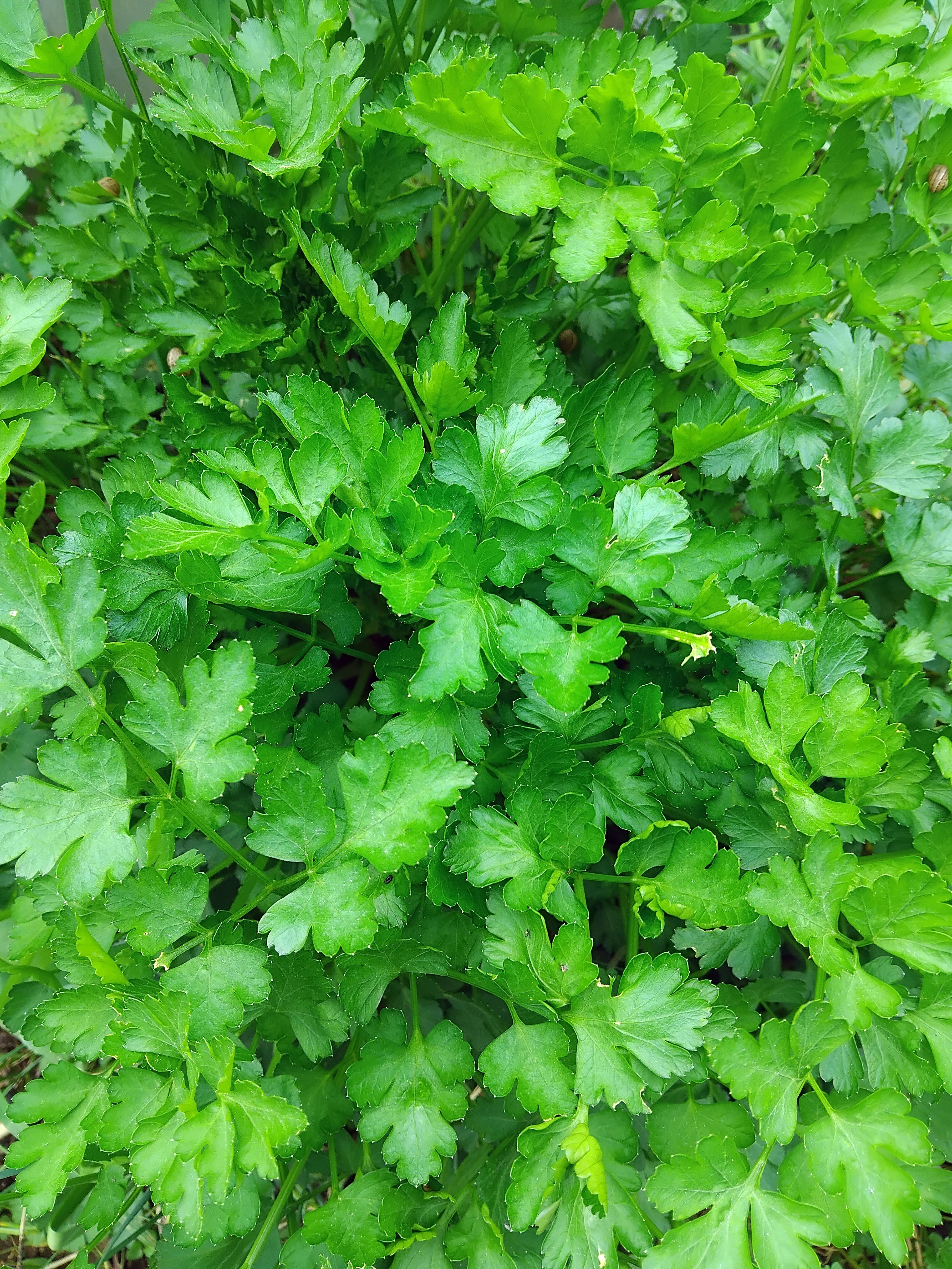 Preventing Parsley from Bolting Early: Maximizing Leafy Harvests and Flavor in Your Herb Garden