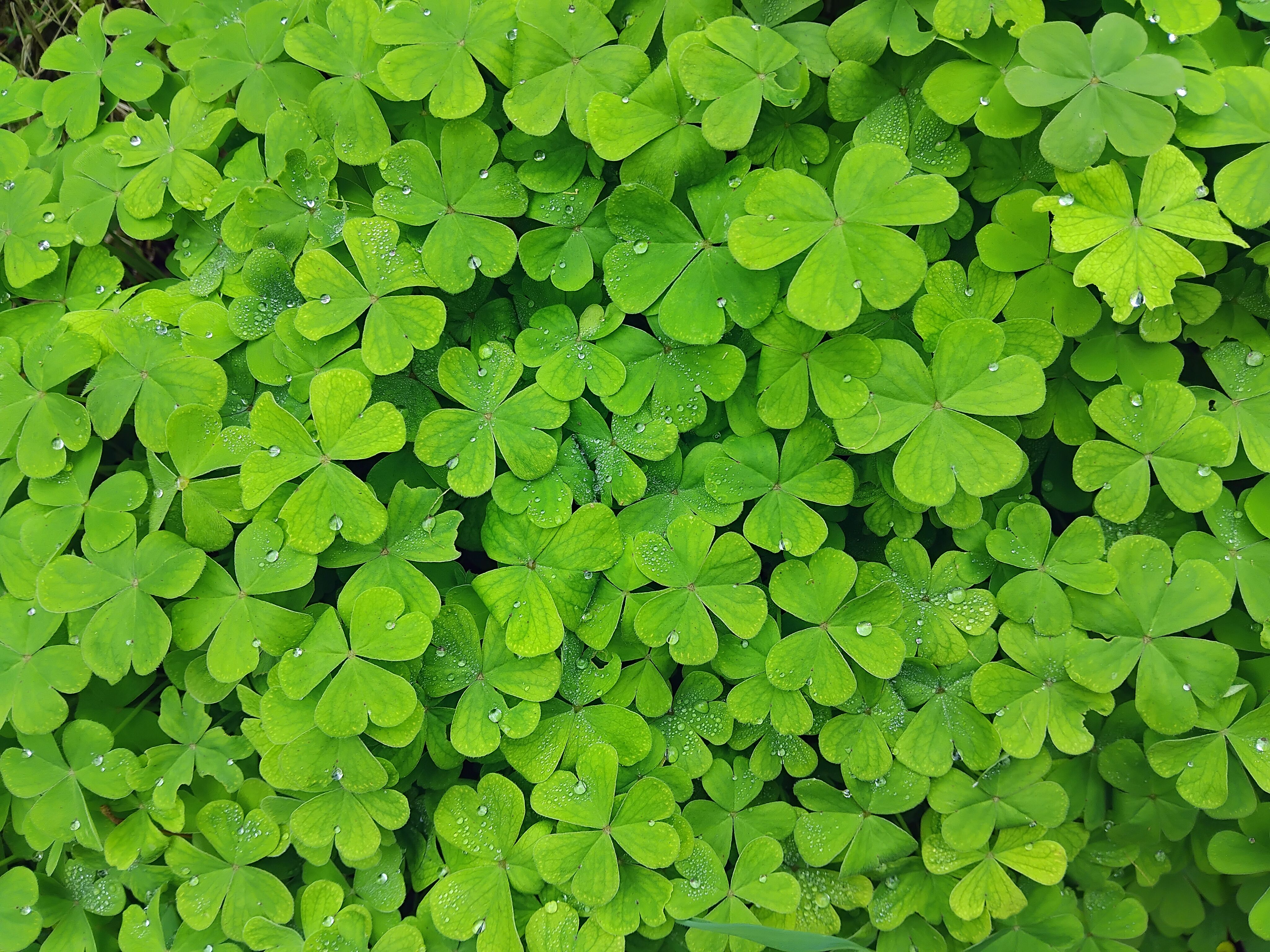 Lush green clover leaves covered with sparkling dew drops.