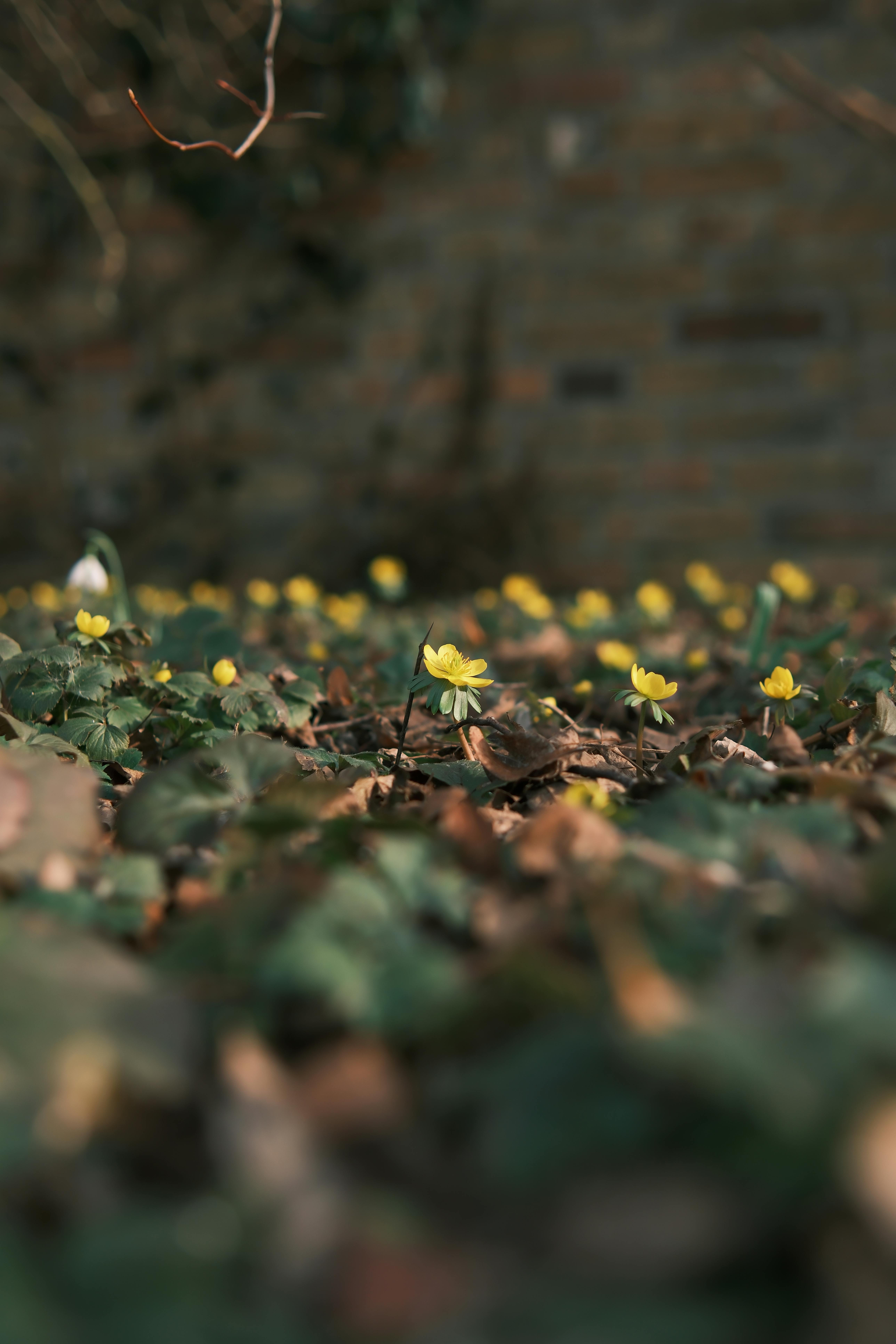 Free Close-up of yellow flowers blooming on a ground cover with a brick wall background. Stock Photo