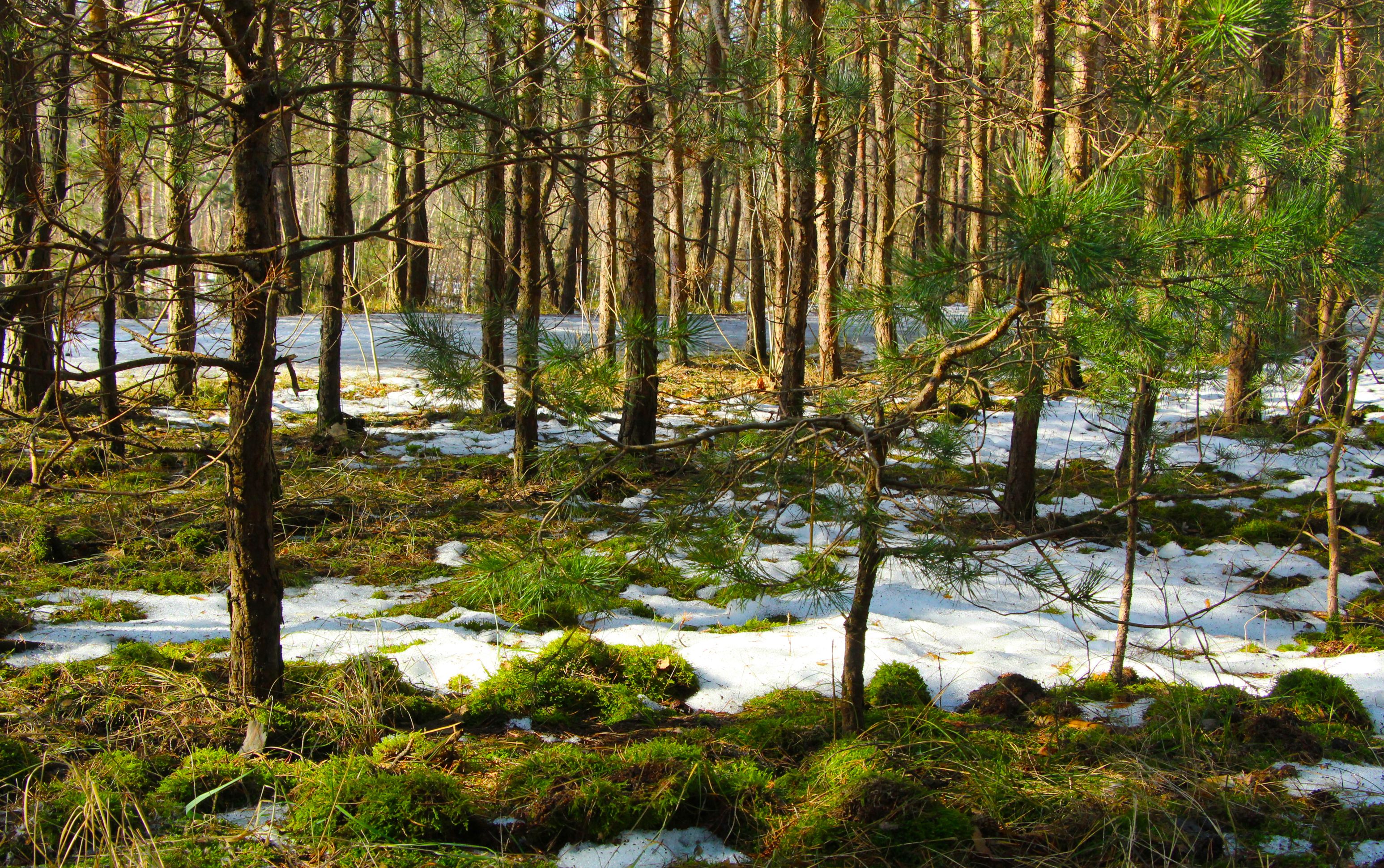 majówka białowieża - Sosnowa Polana Białowieża