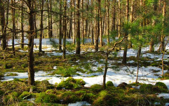 A tranquil forest scene with melting snow and vibrant moss in early spring.