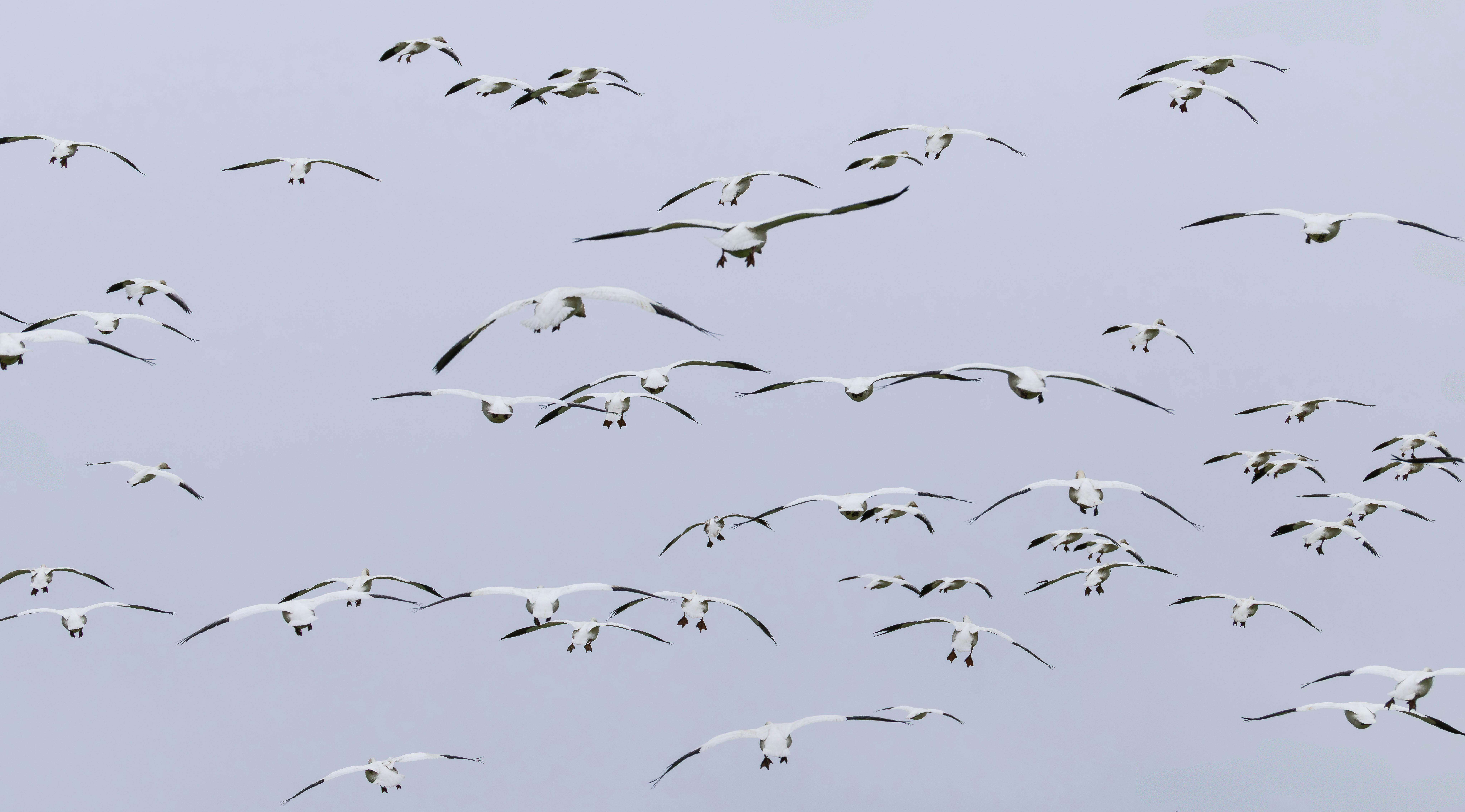 Urbandale amends contract with Flock camera company to improve data transparency — Photo by Veronika Andrews on Pexels
