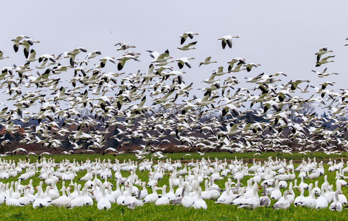Thousands of snow geese lifting off a green field, white birds filling the sky