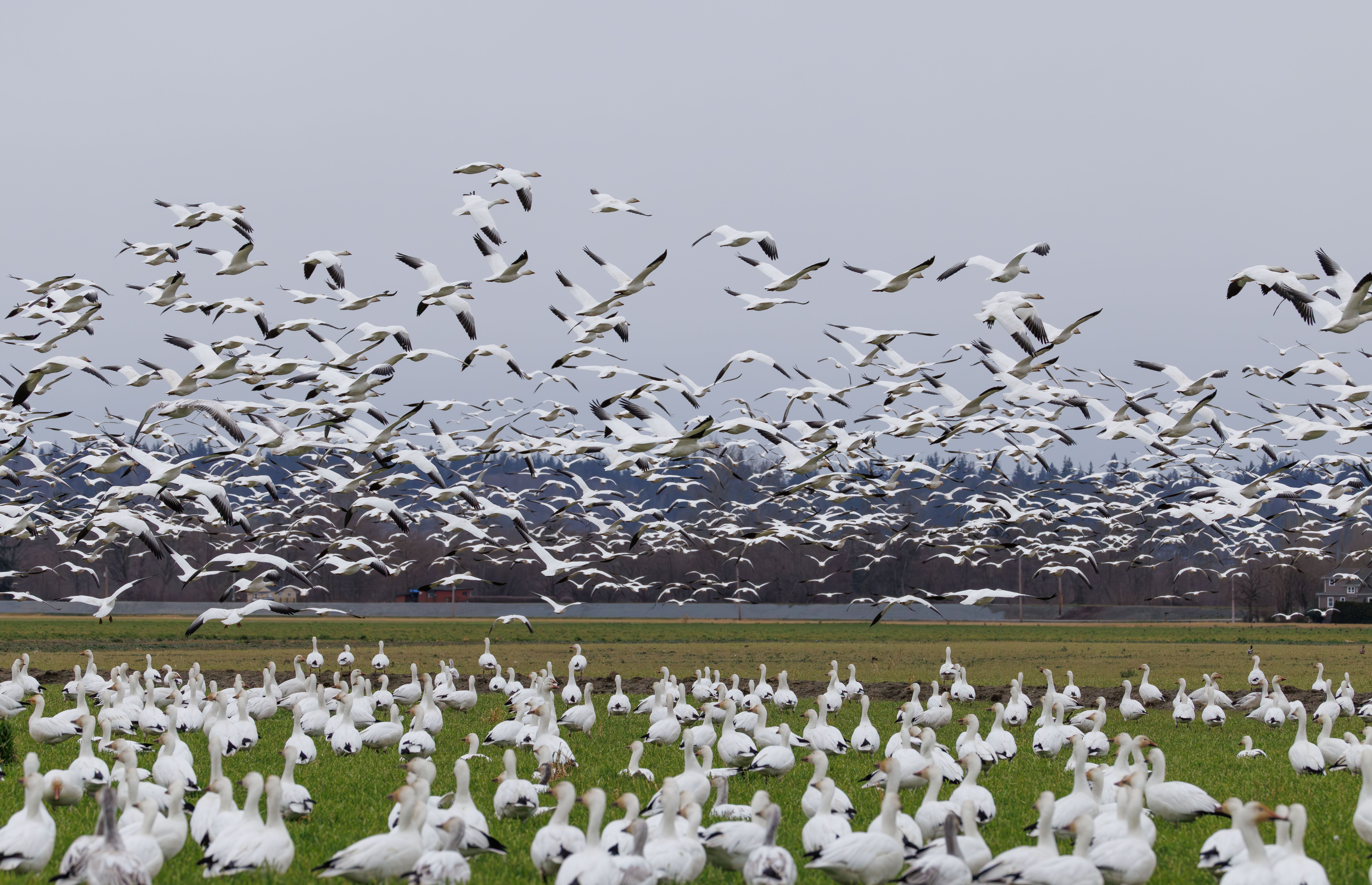 Australia Confirms Mass Mortality Event from H5 Bird Flu