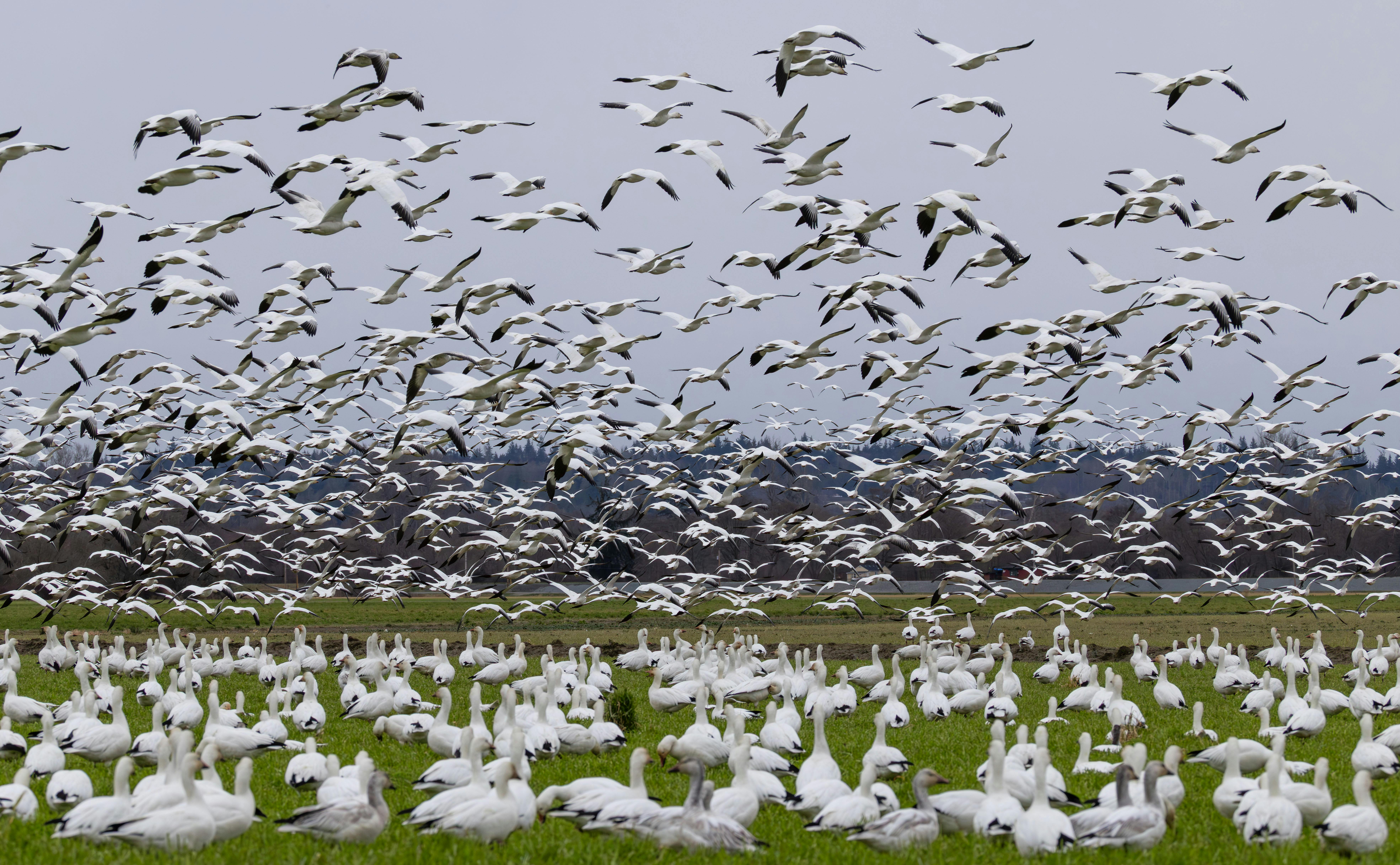 Mechanisms and Evidence for Bloating Relief