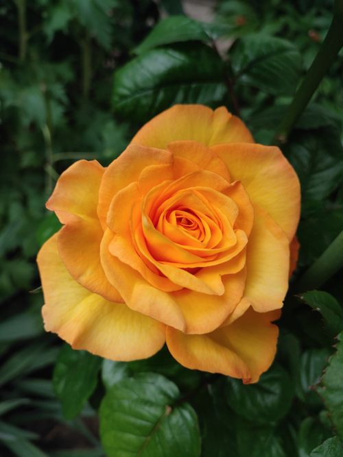 Free Close-up of a vibrant orange rose bloom surrounded by lush green leaves. Stock Photo