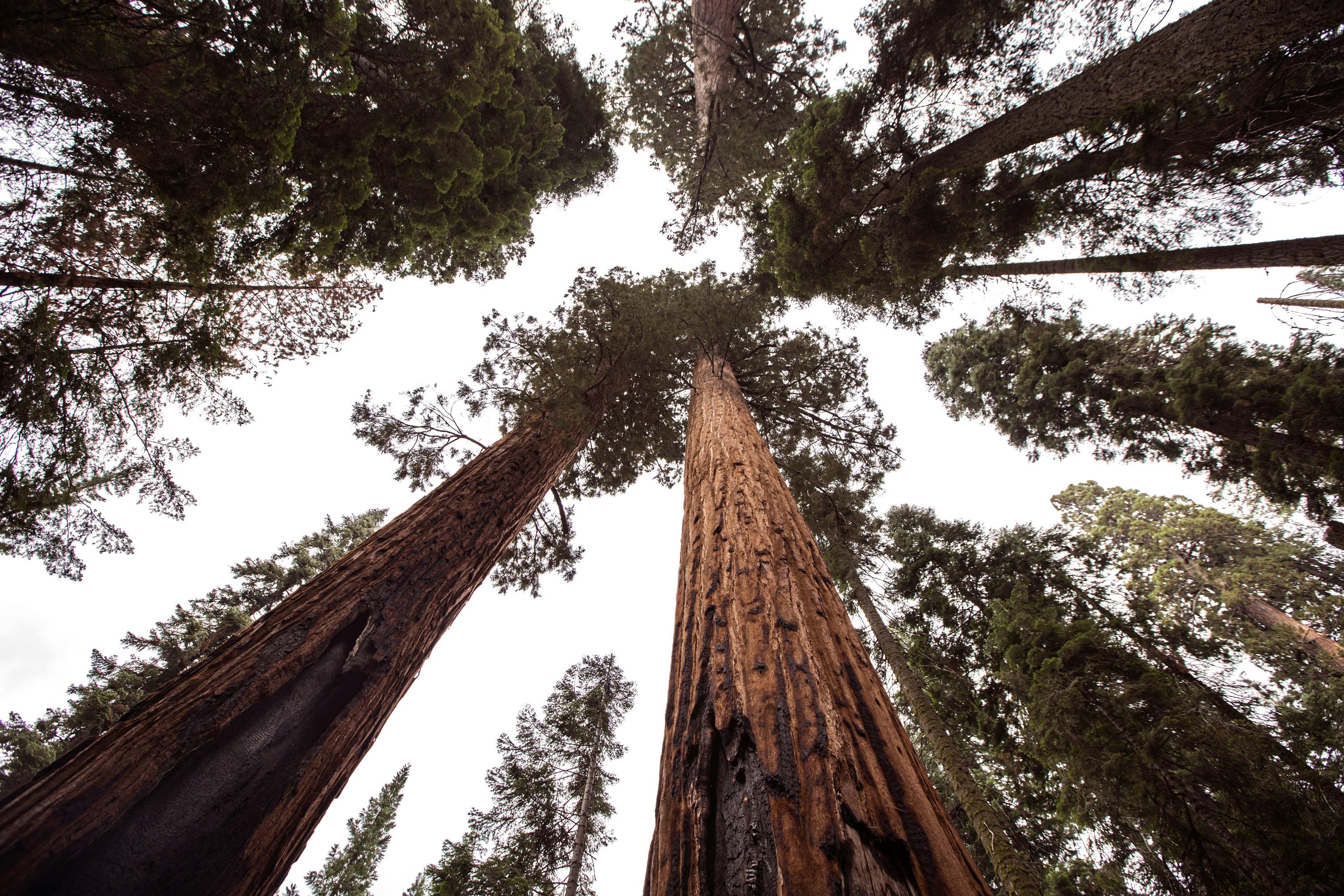 A stunning view of towering redwood trees reaching up to the sky in a serene forest.