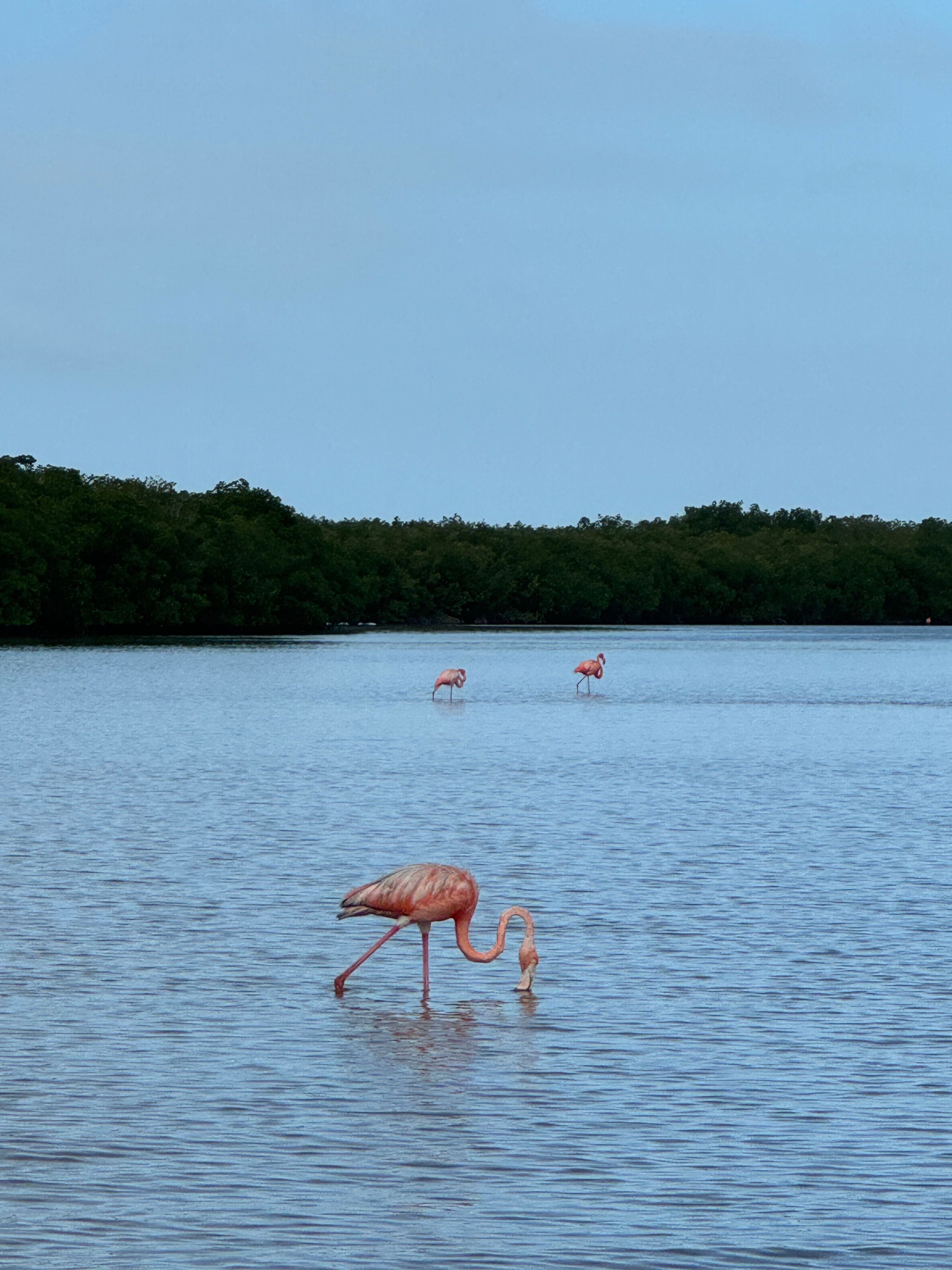 Río Lagartos + Las Coloradas