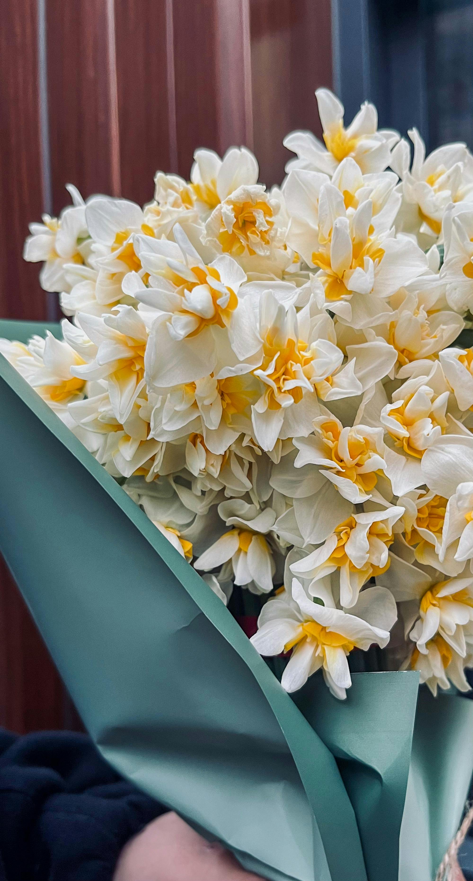 [ColoSach]-a-fresh-bouquet-of-white-daffodils-with-vibrant-yellow-centers-wrapped-in-light-teal-paper.
