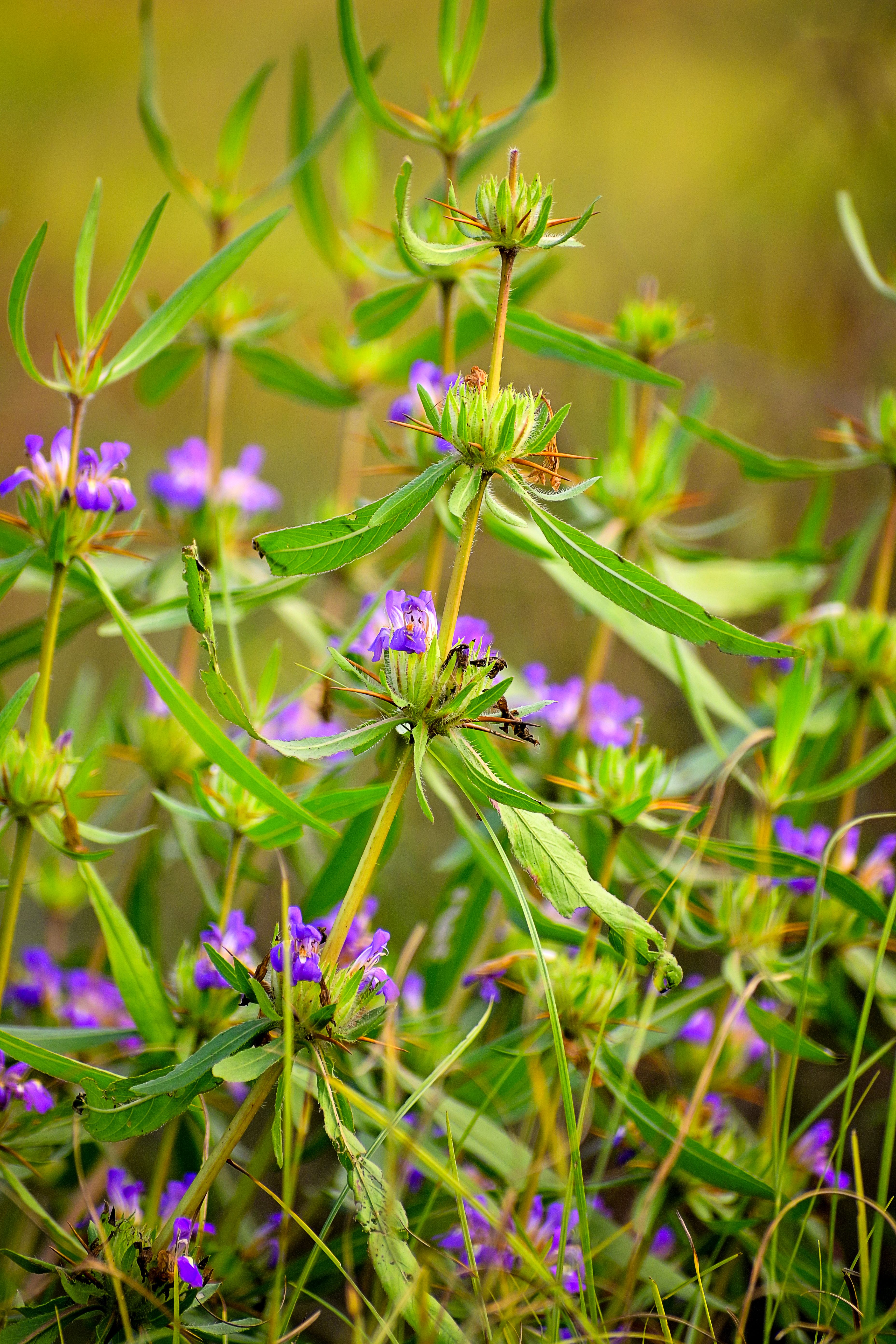 Vibrant Wildflowers in a Summer Field · Free Stock Photo