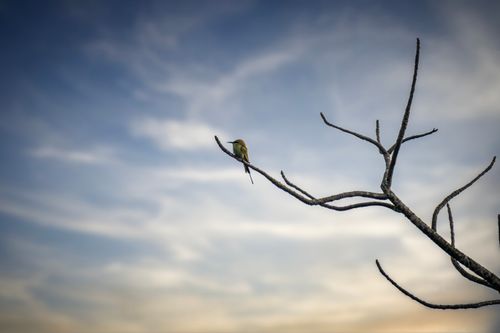 Free A lone bird perched on a bare branch silhouetted against a vibrant sky. Stock Photo