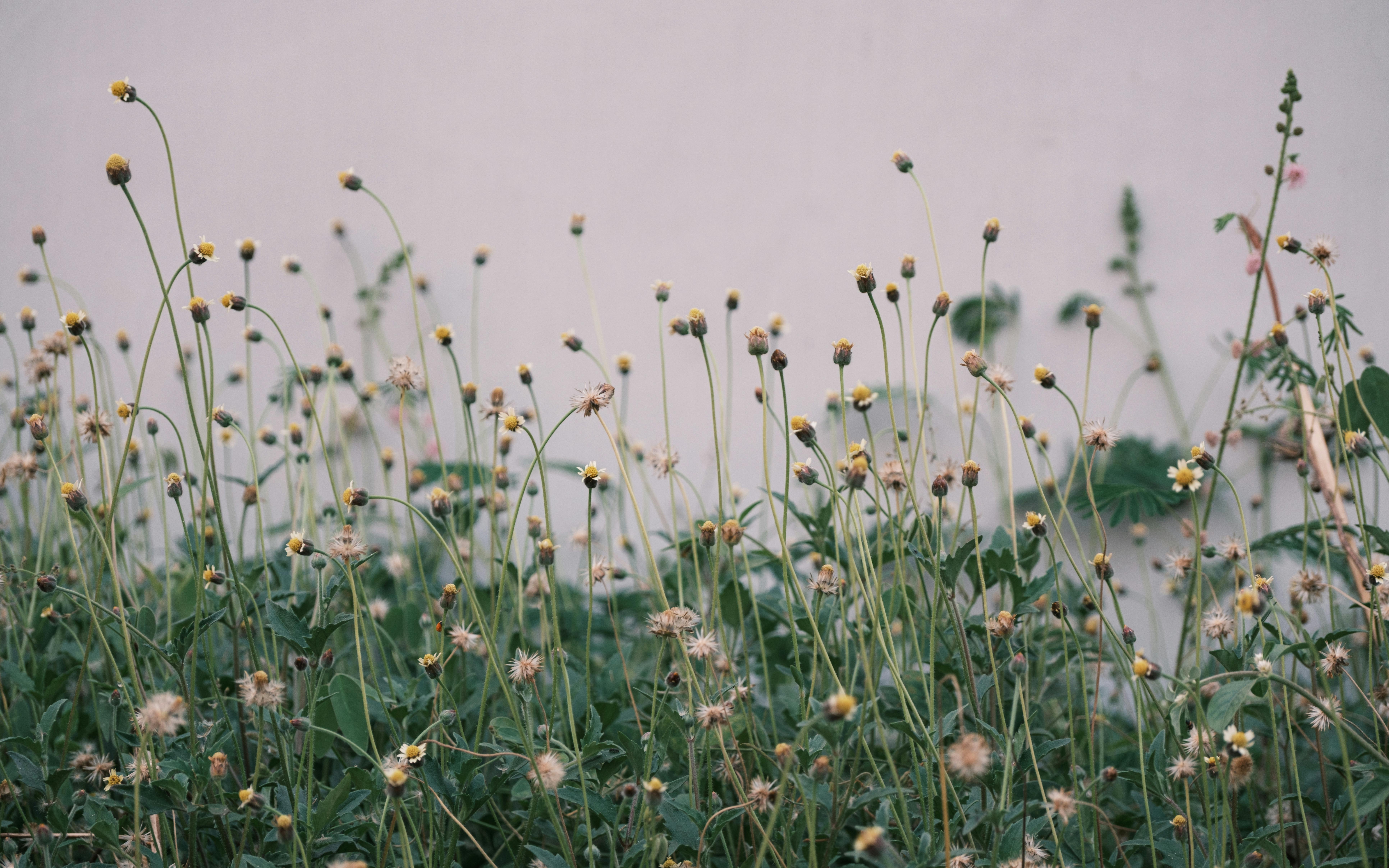 grátis Um campo de flores silvestres amarelas com caules altos, encostado a uma parede lisa, evoca simplicidade e serenidade. Foto profissional