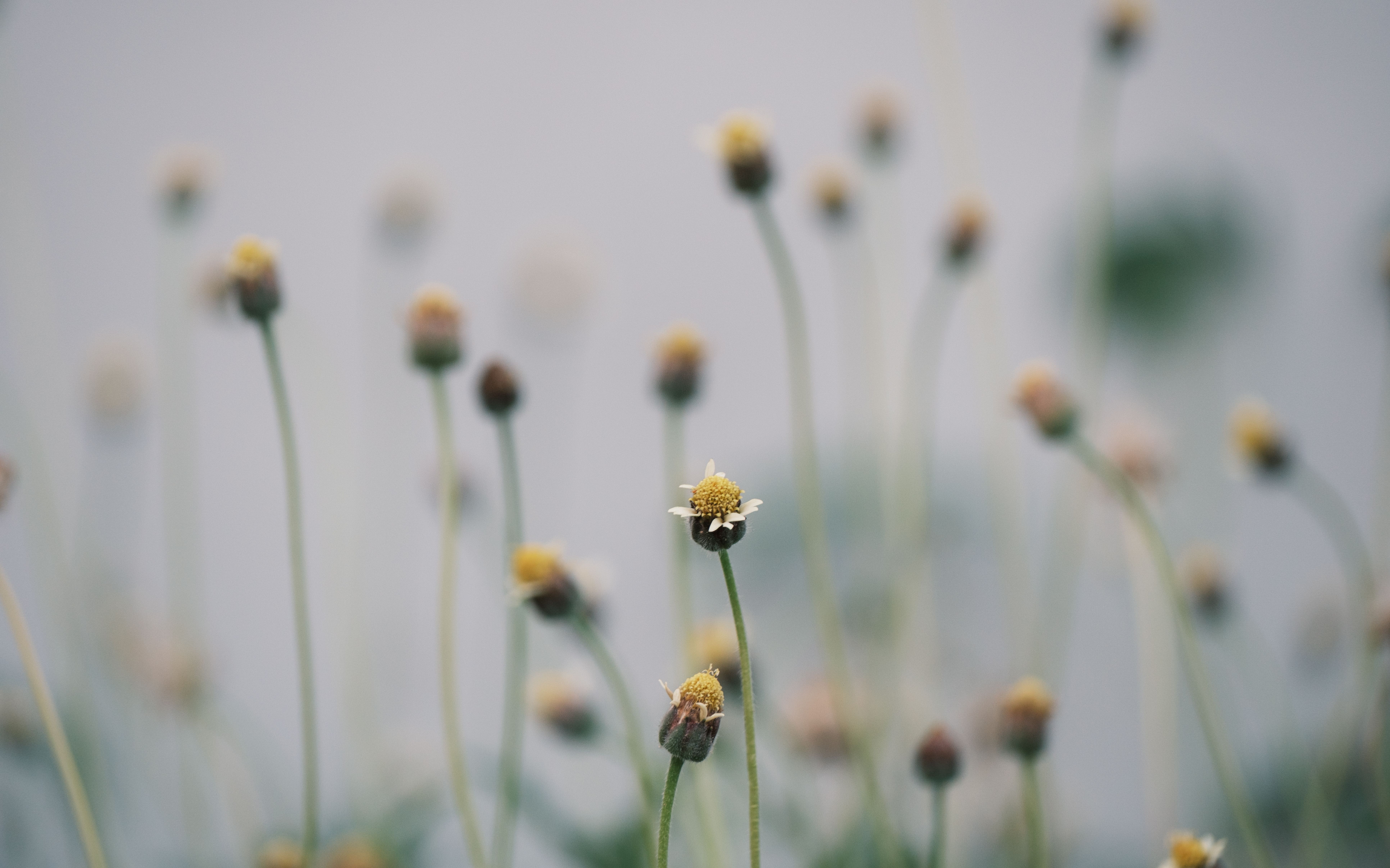 Close-up of Wild Flowers in a Meadow · Free Stock Photo