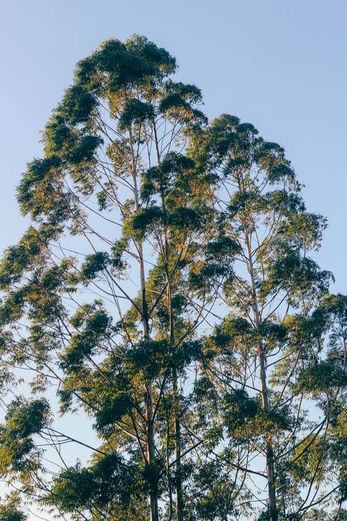 Free A serene view of towering eucalyptus trees against a bright, cloudless sky showcasing nature's tranquility. Stock Photo