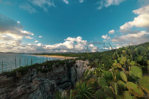 Cactus and Rocks on Sea Coast