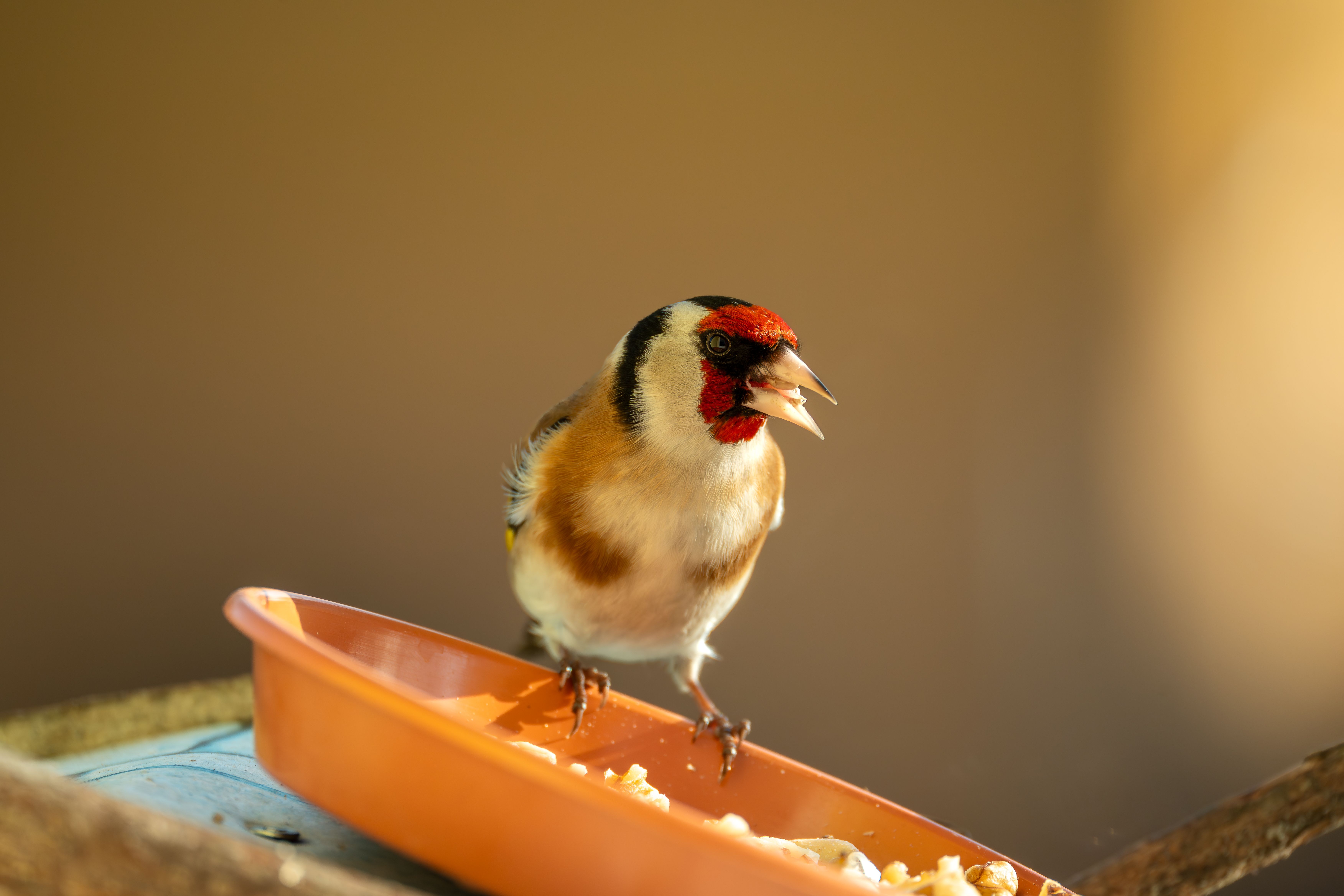 How to Attract Goldfinches All Year with Simple Tips and Tricks