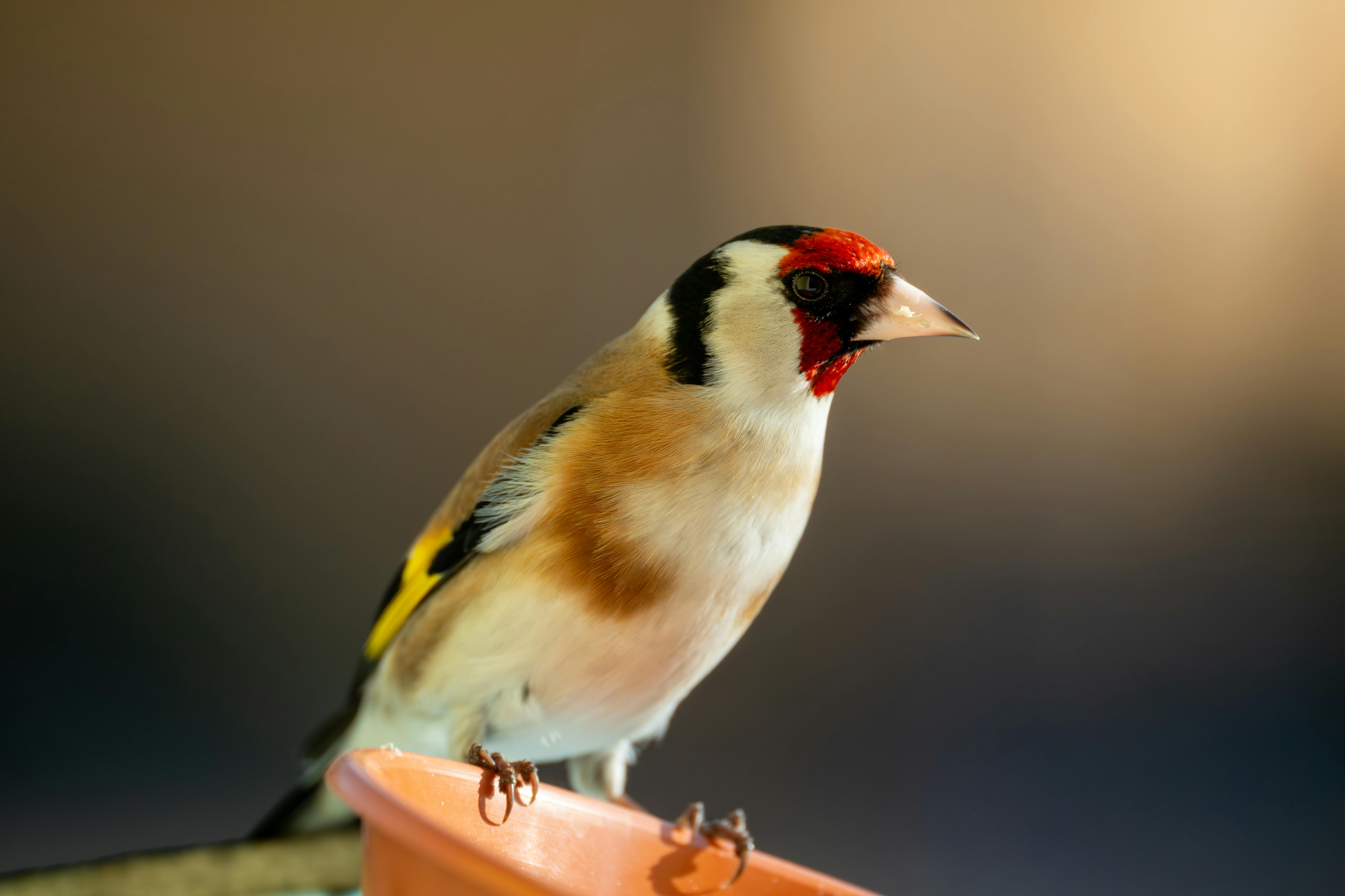 Free Vibrant European Goldfinch perched on a feeder, showcasing its colorful plumage and distinctive red face. Stock Photo