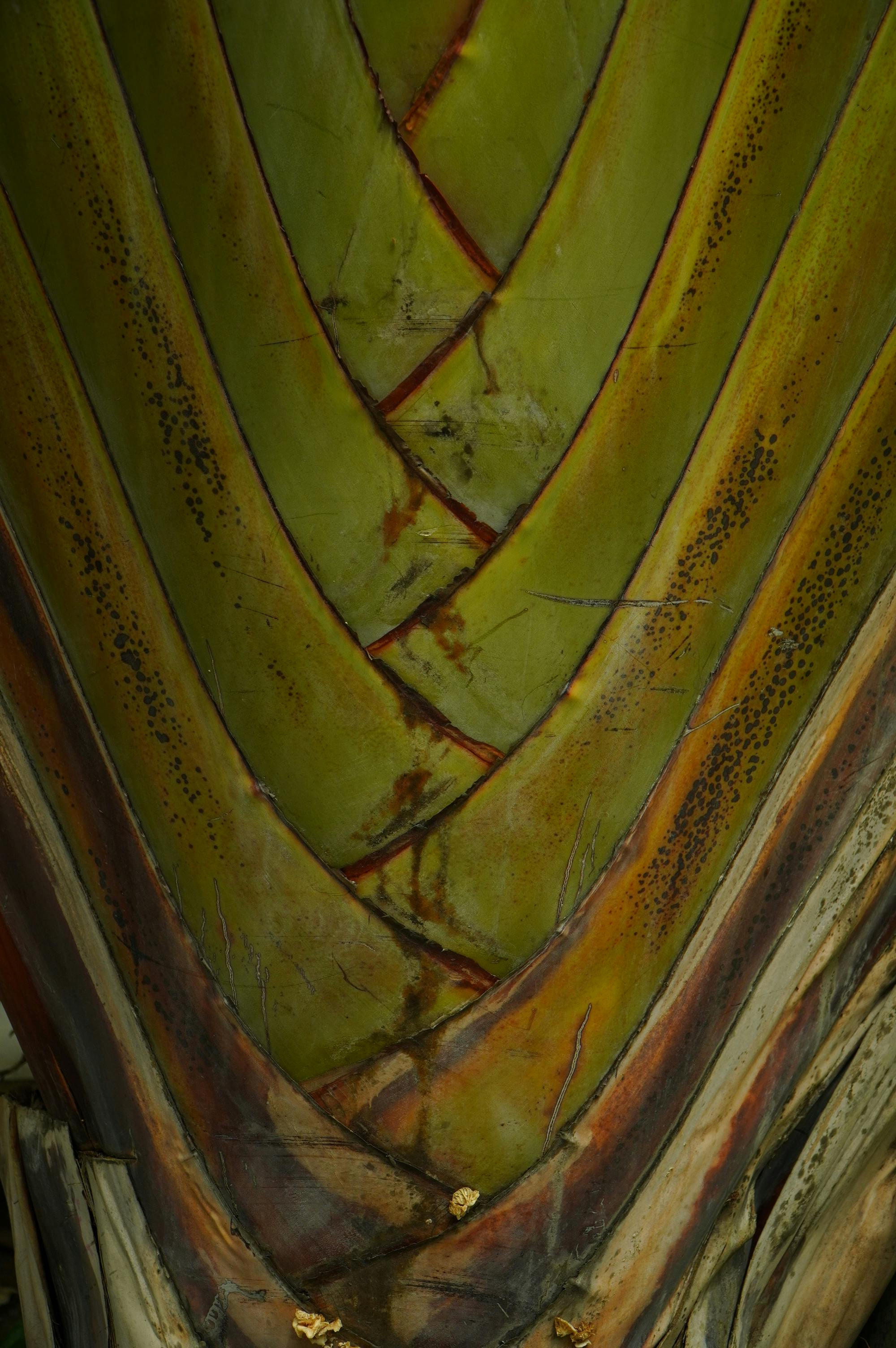 бесплатная Детальный вид ствола пальмы, демонстрирующий его замысловатые природные узоры и текстуры. Стоковое фото