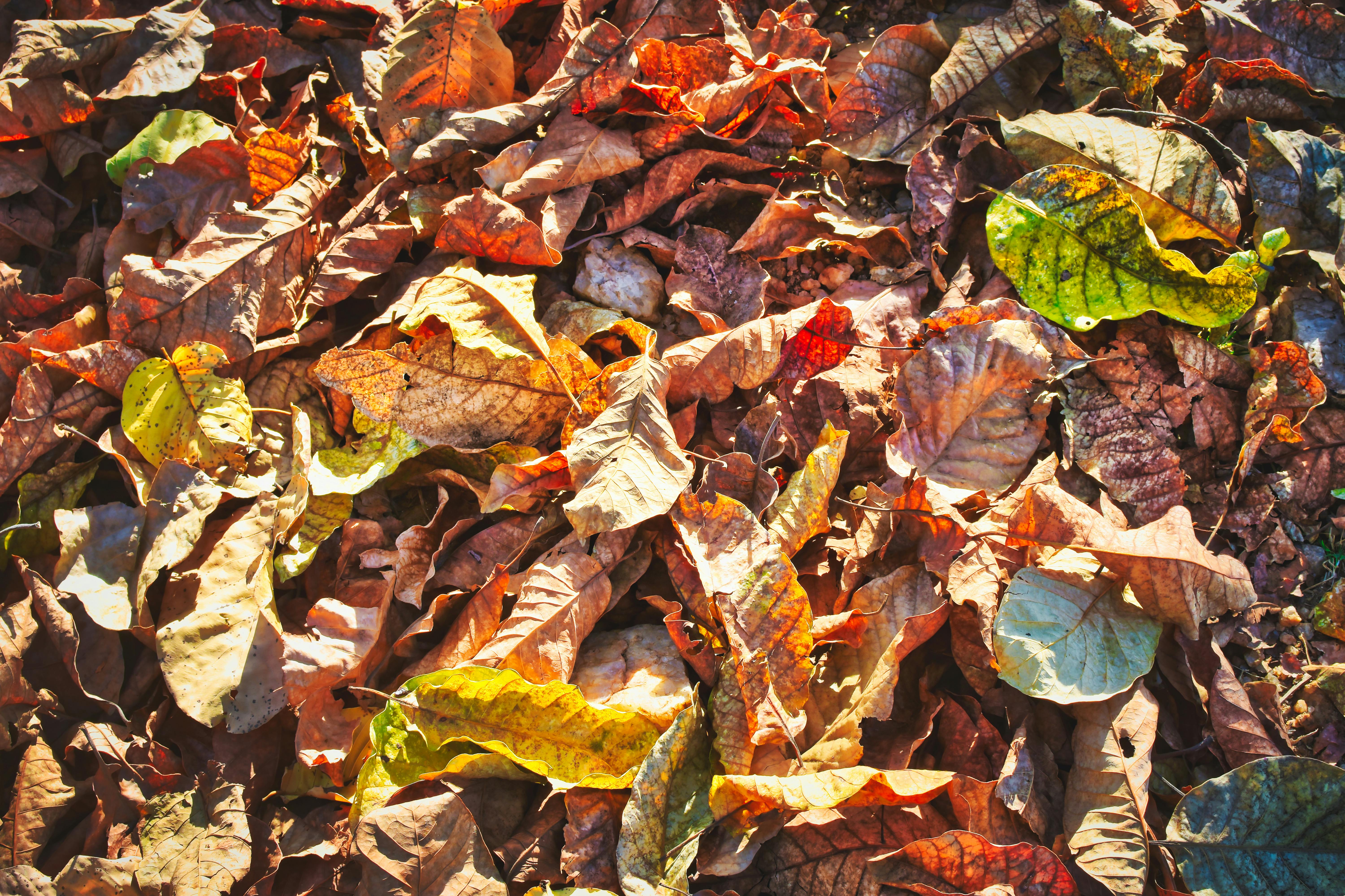 De franc Una vibrant col·lecció de fulles de tardor que captura l'essència de la tardor amb colors i textures riques. Foto d'estoc