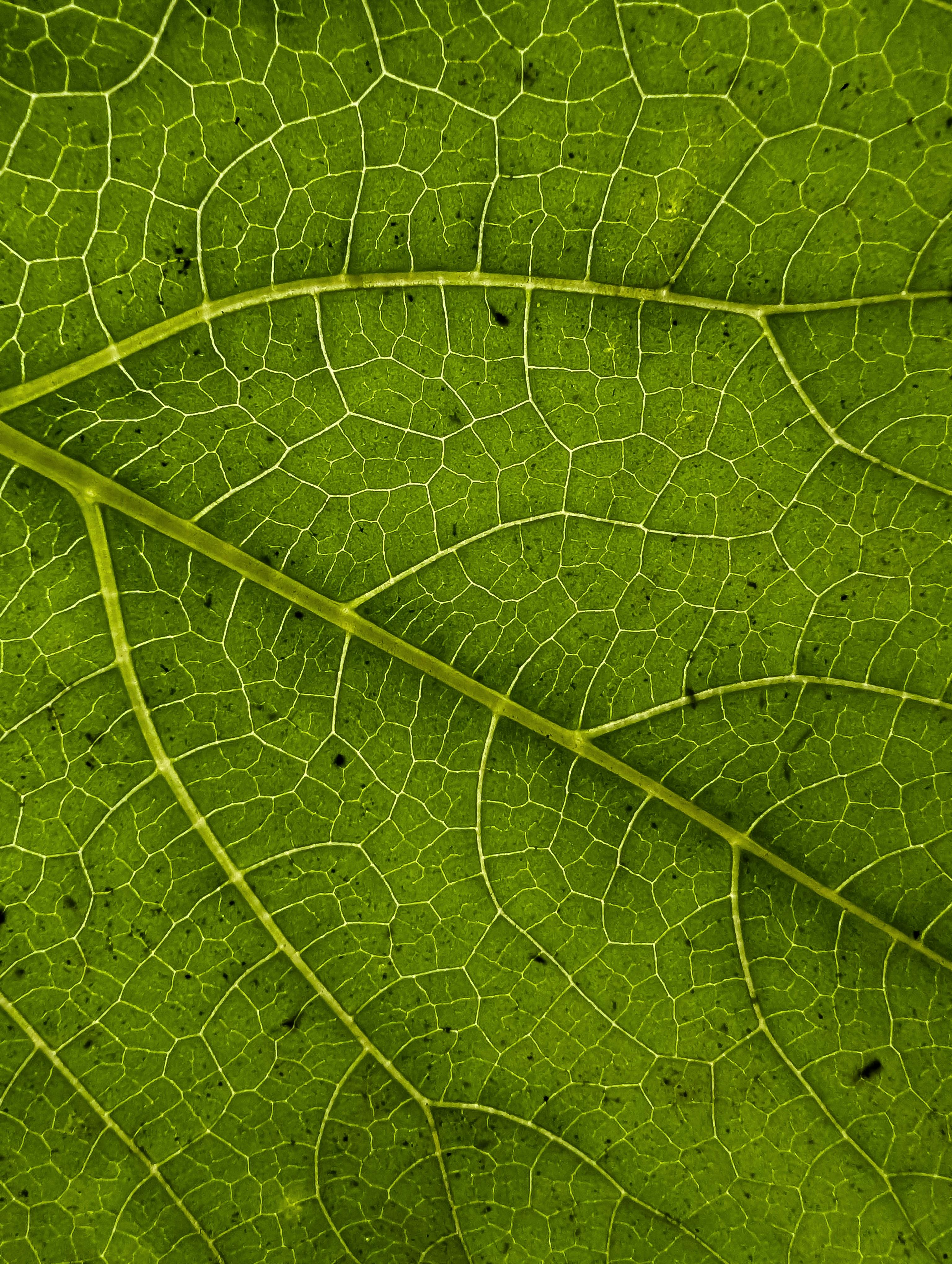 бесплатная Детальный крупный план зеленого листа, демонстрирующий замысловатые узоры прожилок и естественную текстуру. Стоковое фото