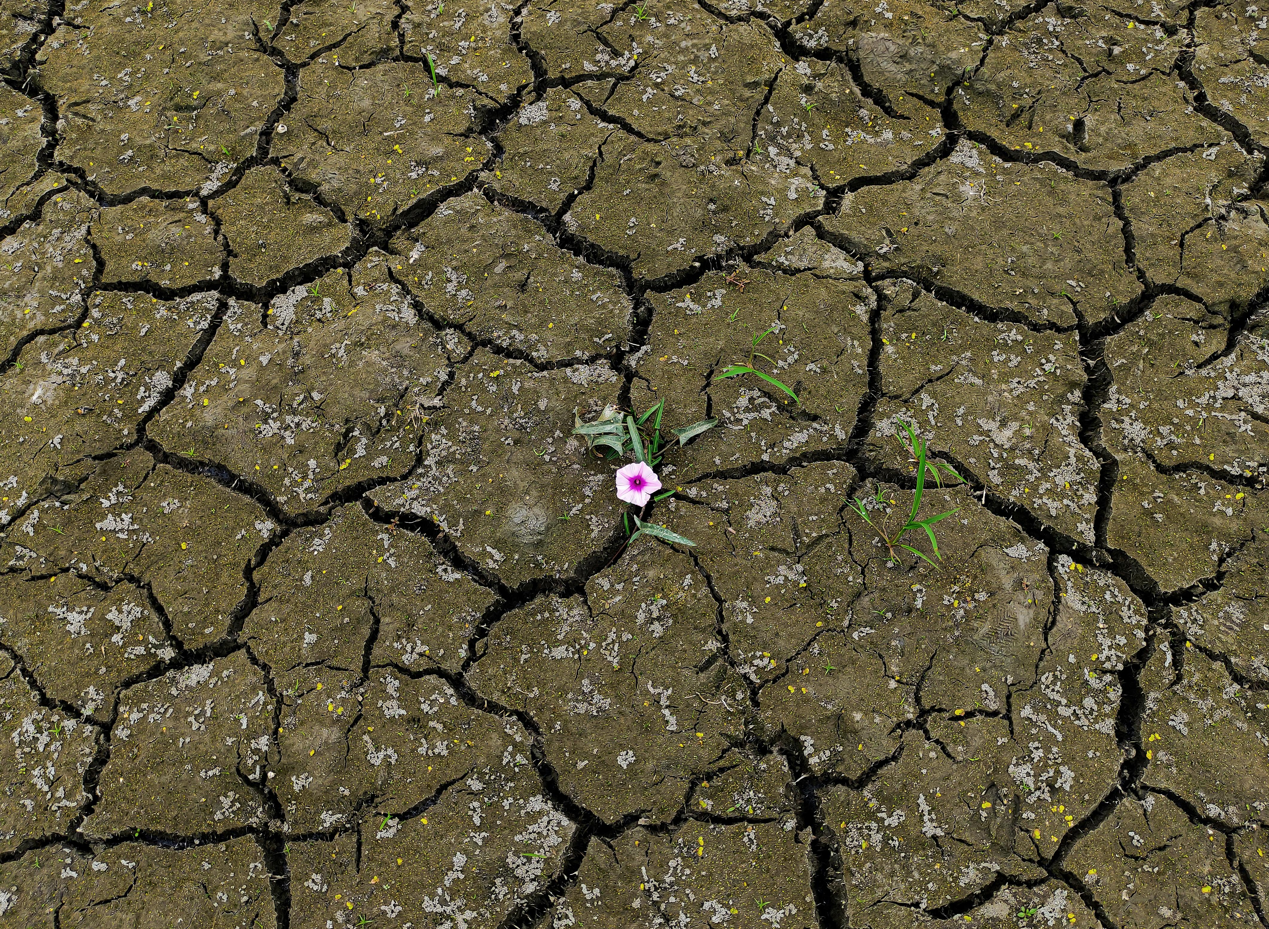 climate resilience — Photo by Zahid Hasan Tushar on Pexels
