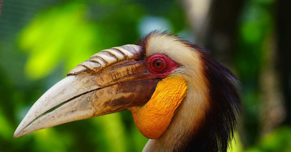 Le Mystère des Langues du Monde Sauvage