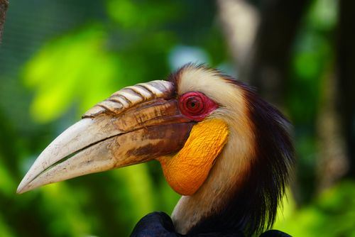 Free Detailed portrait of a colorful wreathed hornbill amidst lush greenery. Stock Photo
