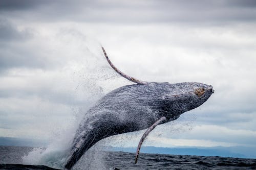 黑白鯨在水面上跳躍