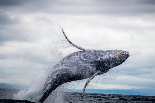 Black and White Whale Jumping on Water