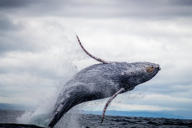 Black And White Whale Jumping On Water