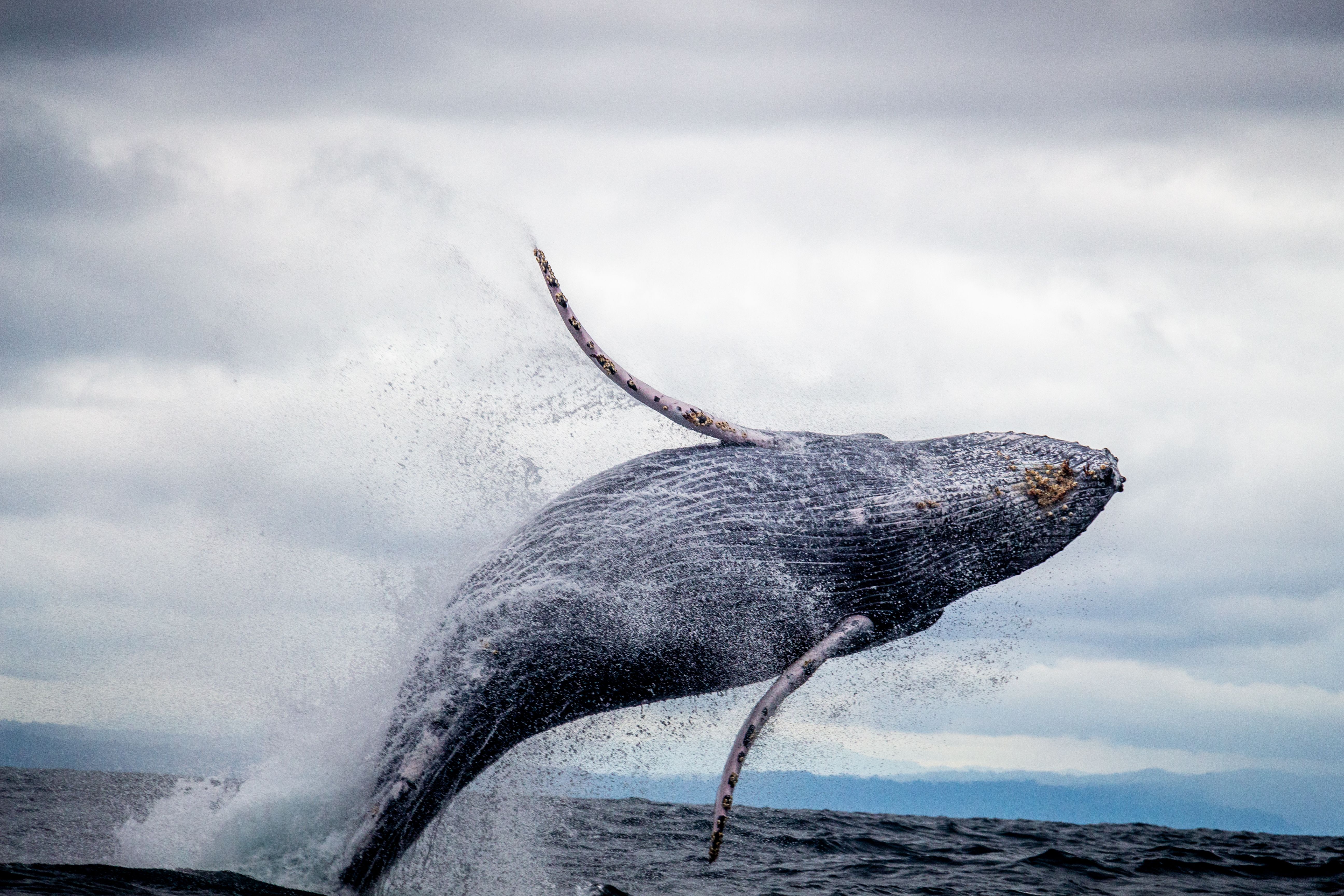 ザトウクジラの写真が水生世界の美しさを明らかにする