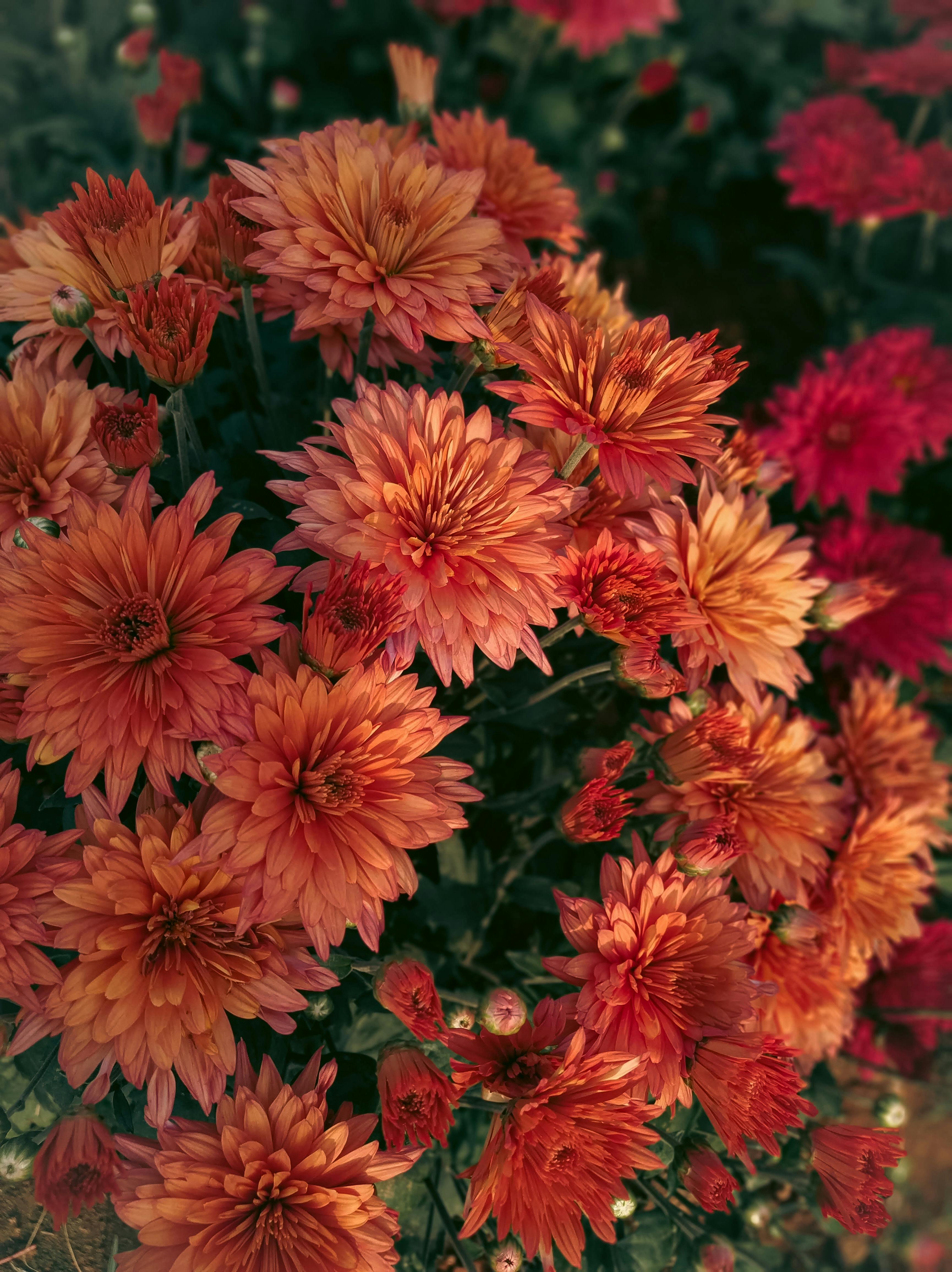 [ColoSach]-stunning-cluster-of-orange-chrysanthemums-in-full-bloom-showcasing-nature's-beauty.