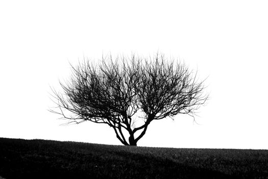 Black and white silhouette of a barren tree against a clear sky.