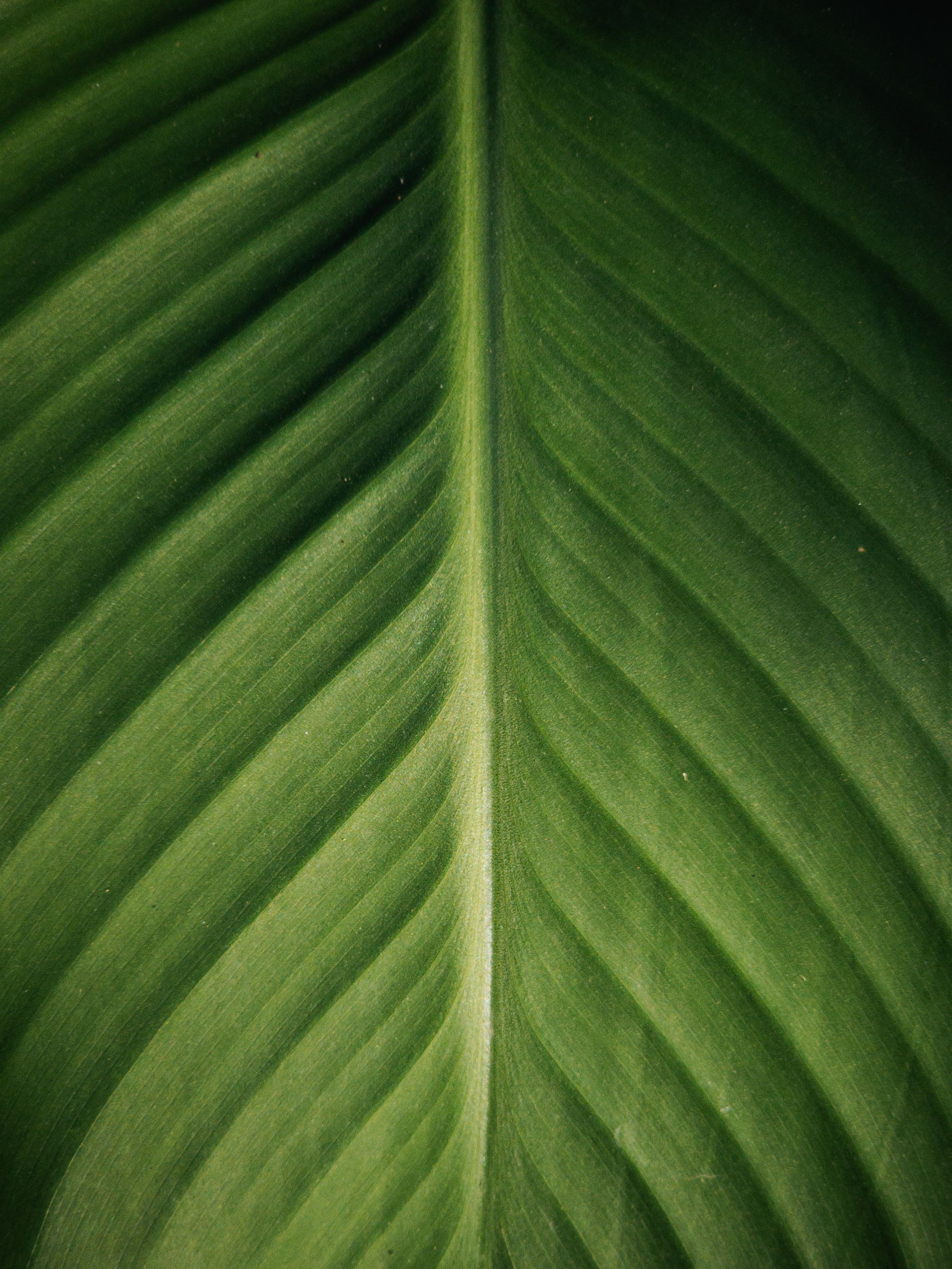 Detailed close-up of green leaf veins showcasing natural textures and patterns.